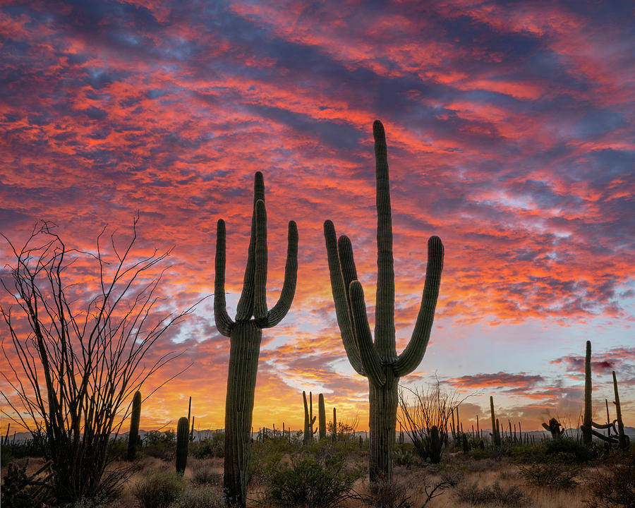 Giant Saguaro Sunset Photograph by Tim Fitzharris Giant Saguaro Sunset Photograph by Tim Fitzharris