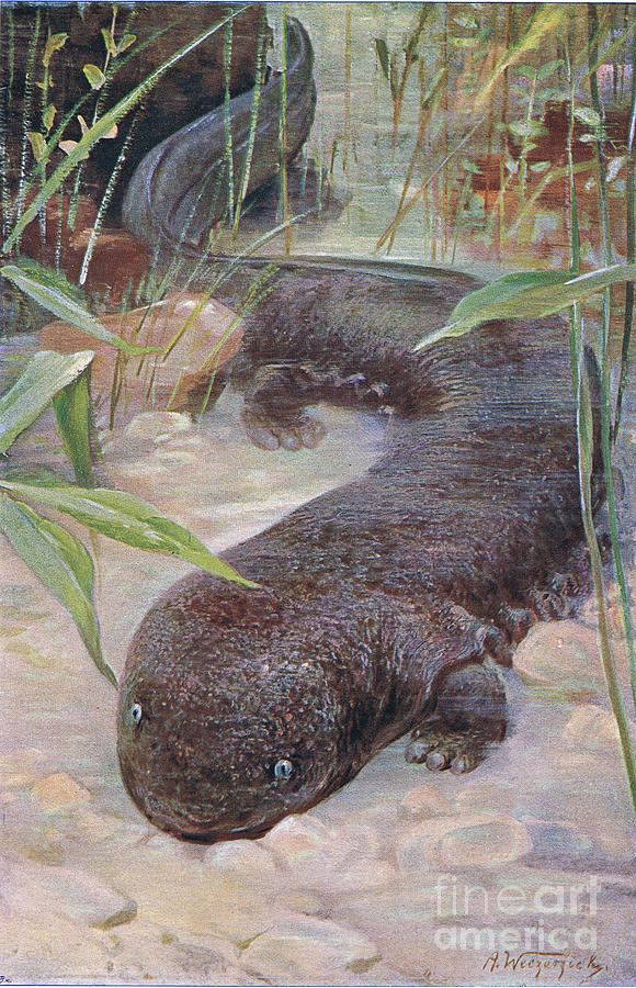 Wilhelm Kuhnert Painting - Giant Salamander By Kuhnert by Wilhelm Kuhnert