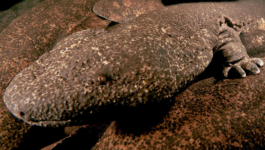 Animal Photograph - Giant Salamander Hybrid by Dante Fenolio