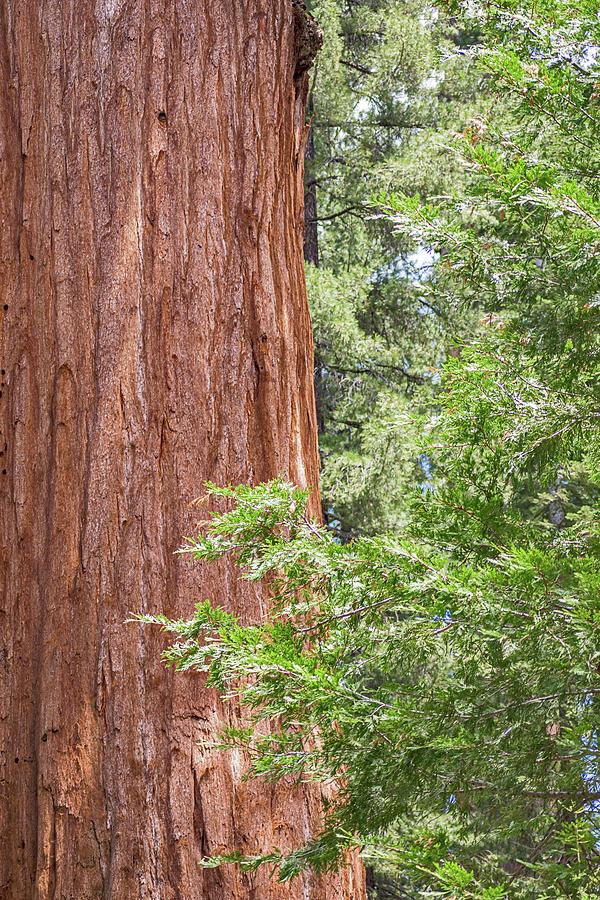 Giant Sequoia and Pines Photograph by Lucia Vega - Fine Art America