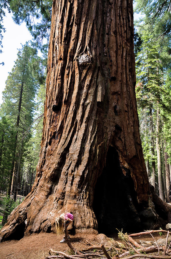 Giant sequoia at Mariposa Grove Photograph by RicardMN Photography