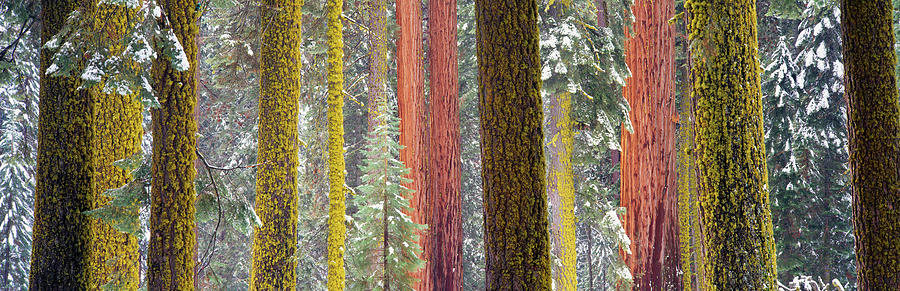 Sequoia National Park Photograph - Giant Sequoia, California, Usa by Panoramic Images