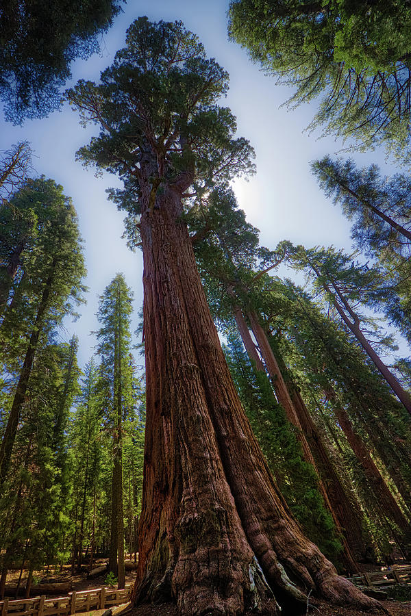 Giant Sequoia Tree Photograph by Andy Konieczny