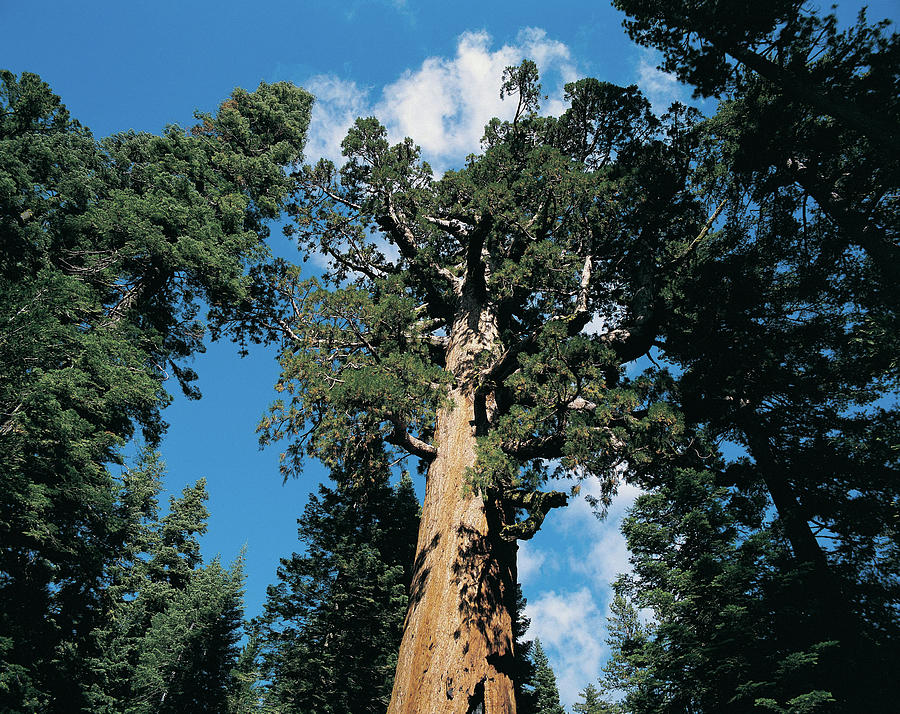 Giant Sequoia Tree, Yosemite National Photograph by Digital Vision.