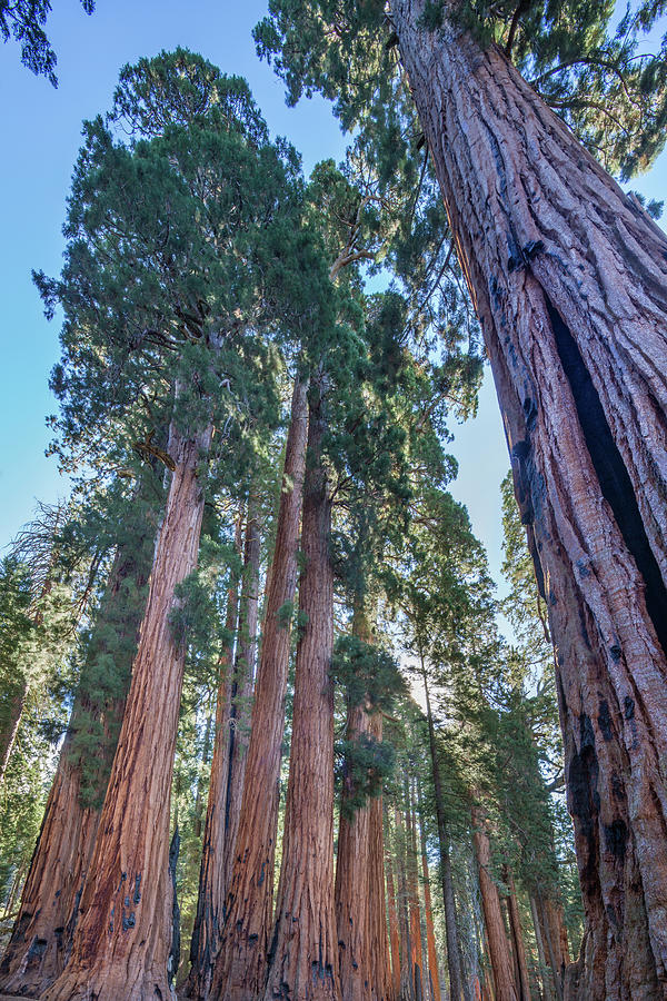 Giant Sequoia Trees, Congress Trail, Sequoia Np, California, Usa ...