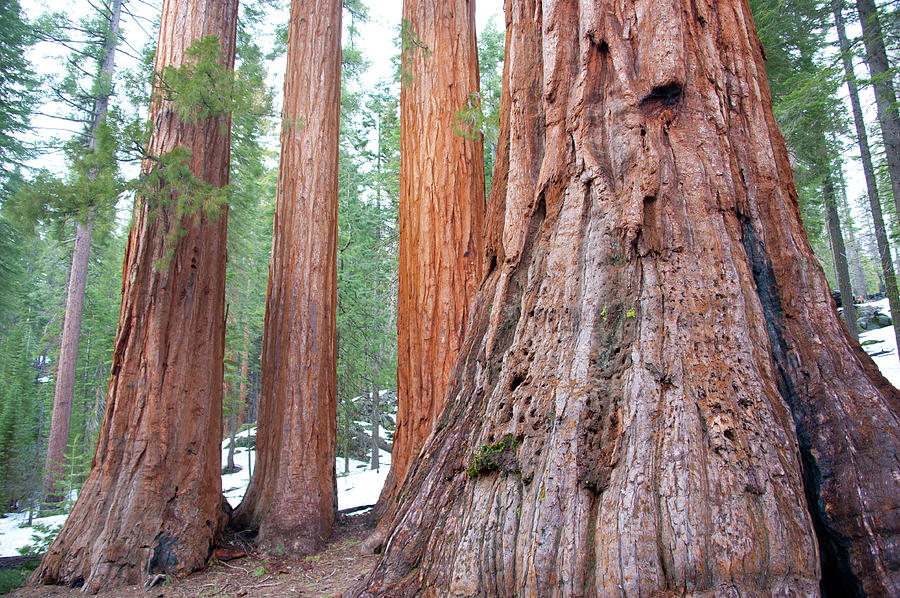 Giant Sequoias In Mariposa Grove Photograph by Asier