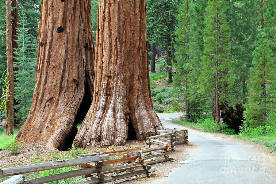 Big Tree Photograph - Giant Sequoias, Mariposa Grove Yosemite by Topseller Big Tree Photograph - Giant Sequoias, Mariposa Grove Yosemite by Topseller