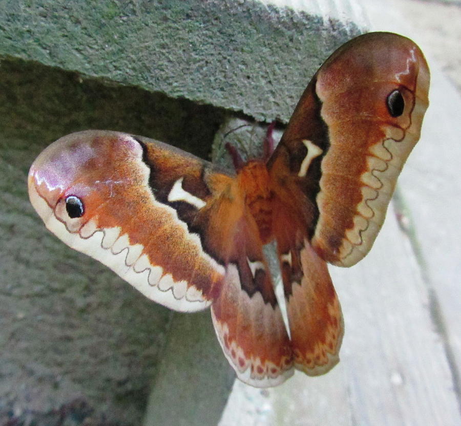 Nature Photograph - Giant Silk Moth by Cathy Lindsey