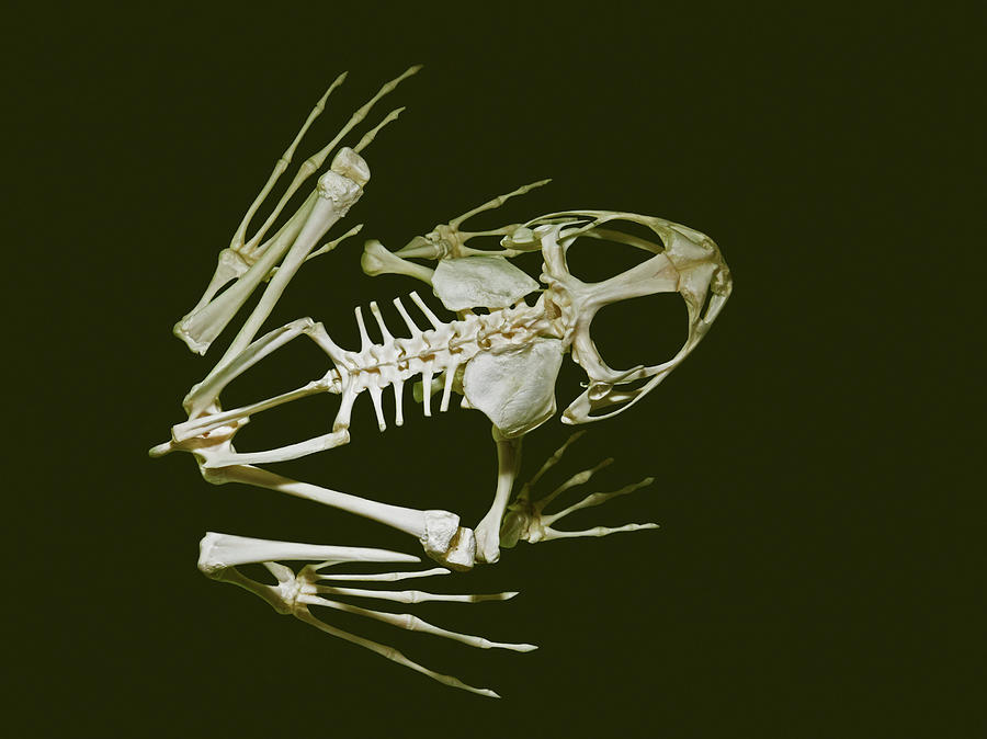 Giant Slippery Frog Skeleton Photograph by Millard H. Sharp