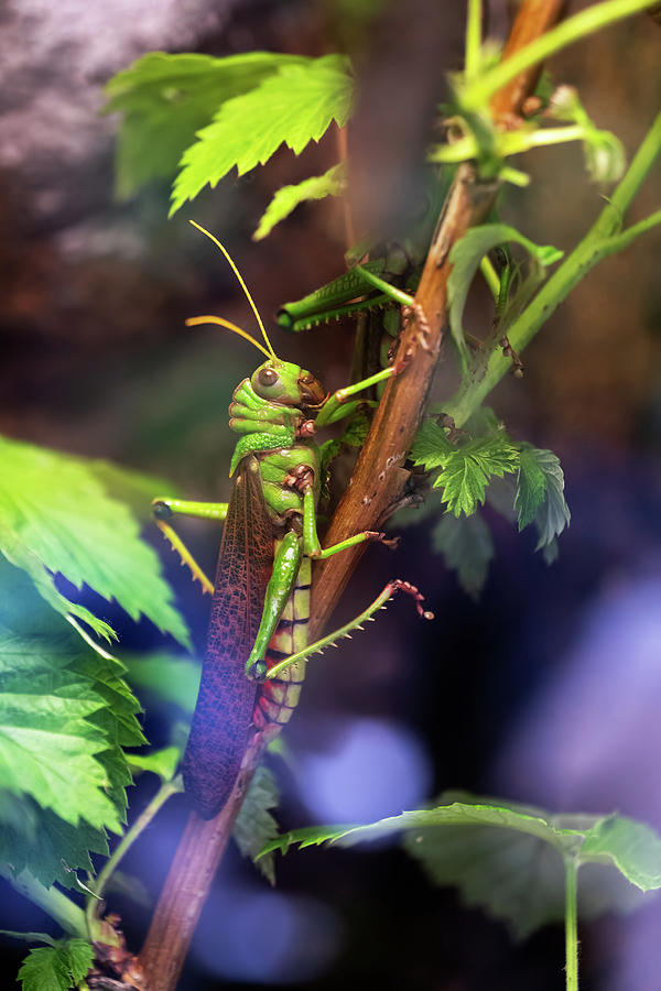 Giant South American Grasshopper Photograph by Artur Bogacki