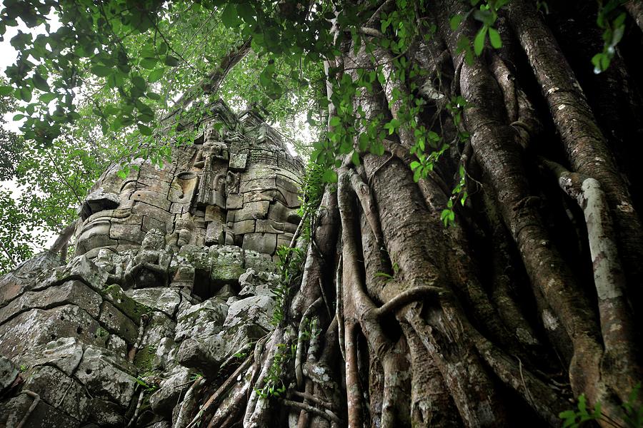 Tree Photograph - Giant Stone Head In Jungle Ruin At by Timothy Allen