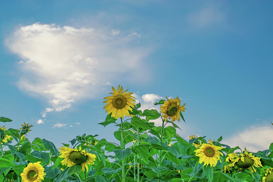 Giant Sunflowers growth 12 ft in height Photograph by David Lee