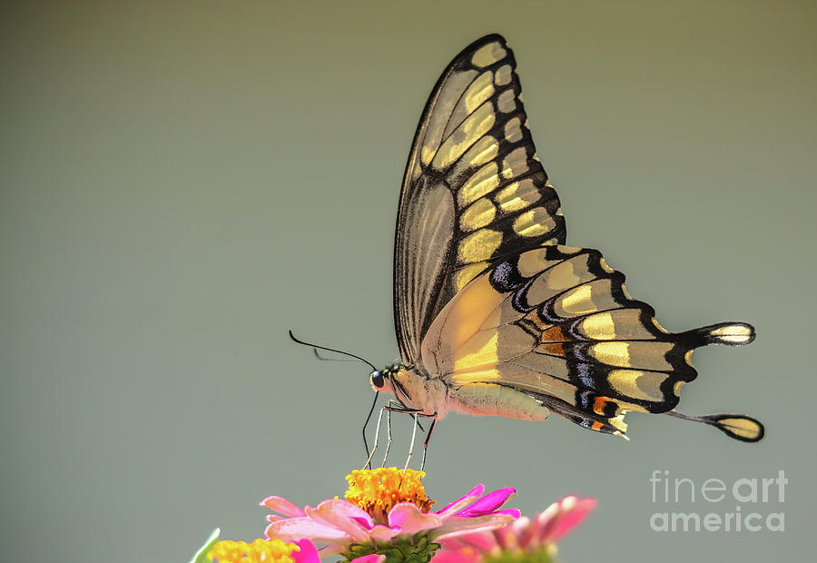 Giant Swallowtail 2019-2 Photograph by Cheryl Baxter