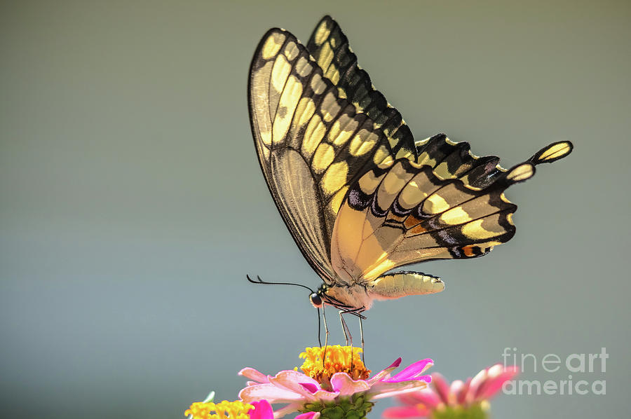 Giant Swallowtail 2019 Photograph by Cheryl Baxter