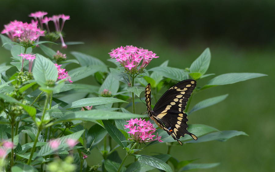 Giant Swallowtail Butterfly Photograph by Carla Parris