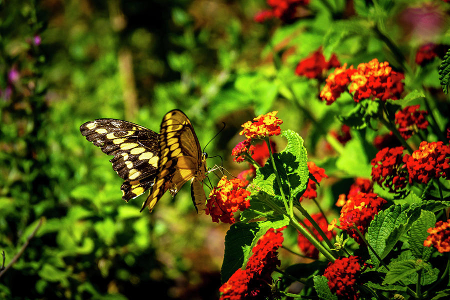 Giant Swallowtail Butterfly Photograph by Donald Pash