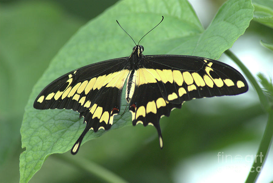 Giant Swallowtail Butterfly by Steve Edwards Giant Swallowtail Butterfly by Steve Edwards