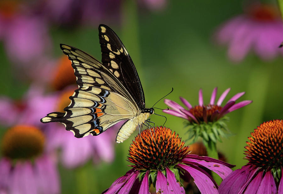 Giant Swallowtail, Large Photograph by Mike Brickl - Pixels