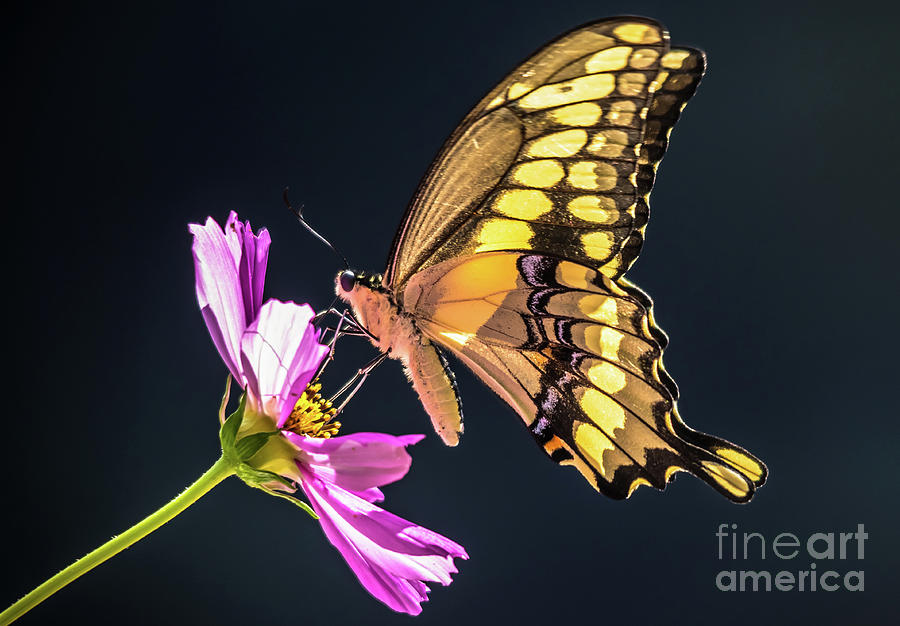 Giant Swallowtail on Cosmos Photograph by Cheryl Baxter