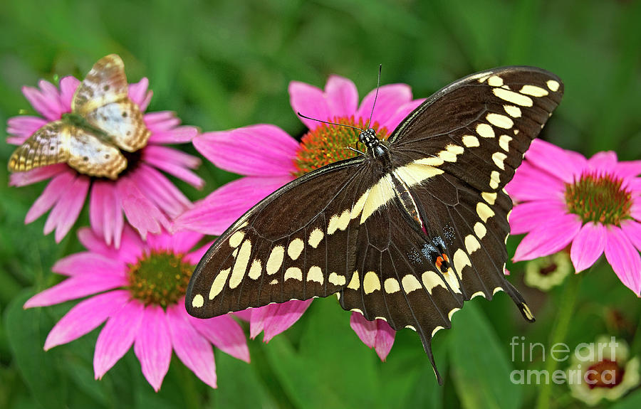 Giant Swallowtail Papilo Cresphontes Photograph by Dave Welling