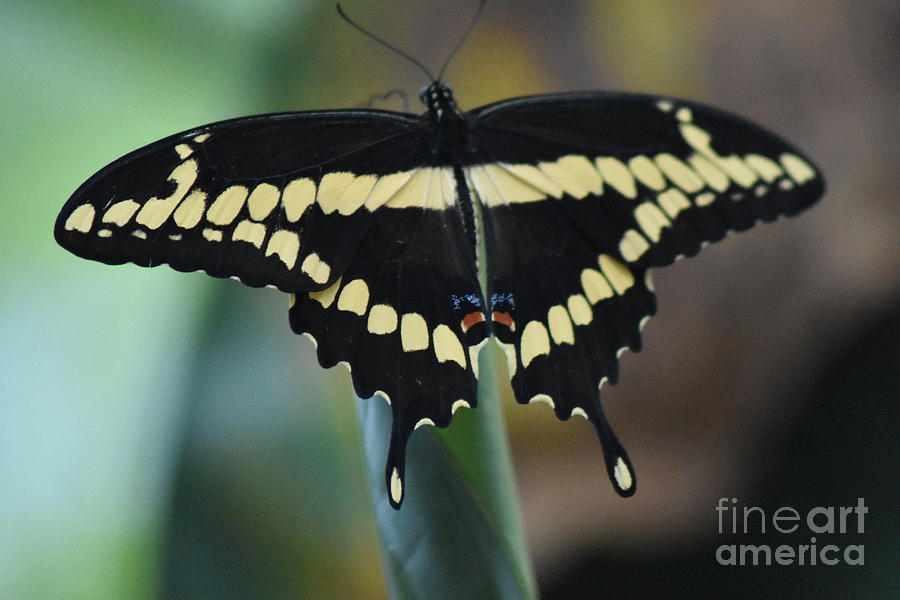 Giant Swallowtail Photograph by Susan Stevens Crosby