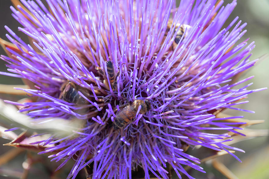 Giant Thistle covered in honey bees Photograph by Scott Lyons