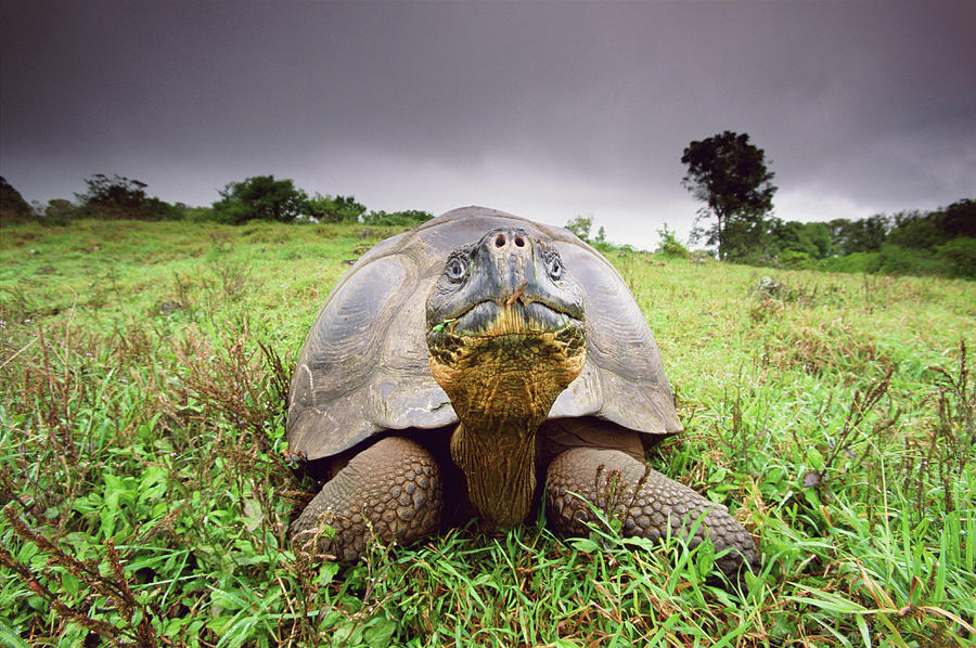 Giant Tortoise Geochelone Elephantopus Photograph by Art Wolfe