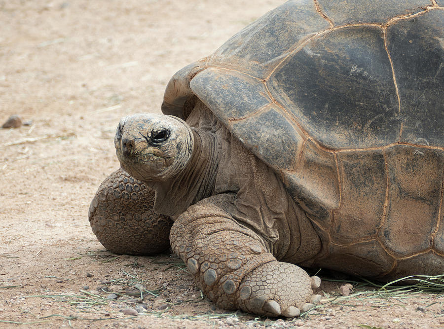 Giant Tortoise Photograph by Laurel Powell