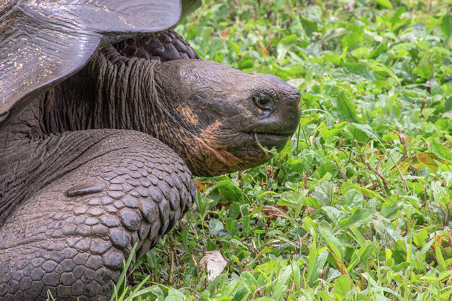 Giant Tortoise Profile Photograph By Donald Lanham - Fine Art America