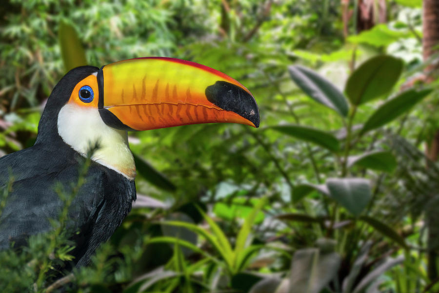 Giant Toucan in the Jungle Photograph by Arterra Picture Library