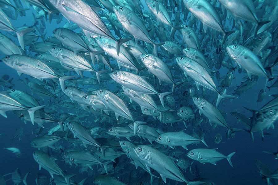Giant Trevally Photograph by Andrew Martinez