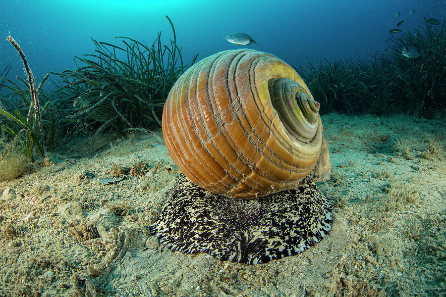 Giant Tun, Croatia, Adriatic Sea Photograph by Franco Banfi / Naturepl ...