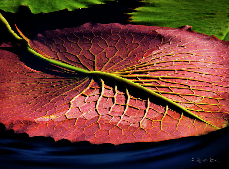 Giant Water Lily Photograph by Dan Barba