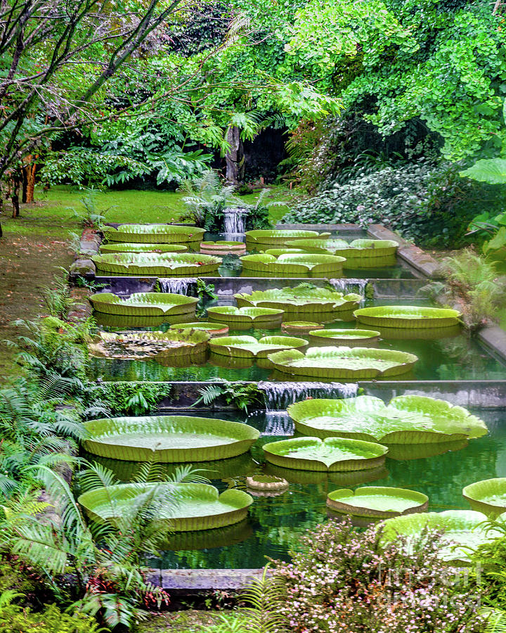 Giant Water Lily Garden Photograph by David Meznarich