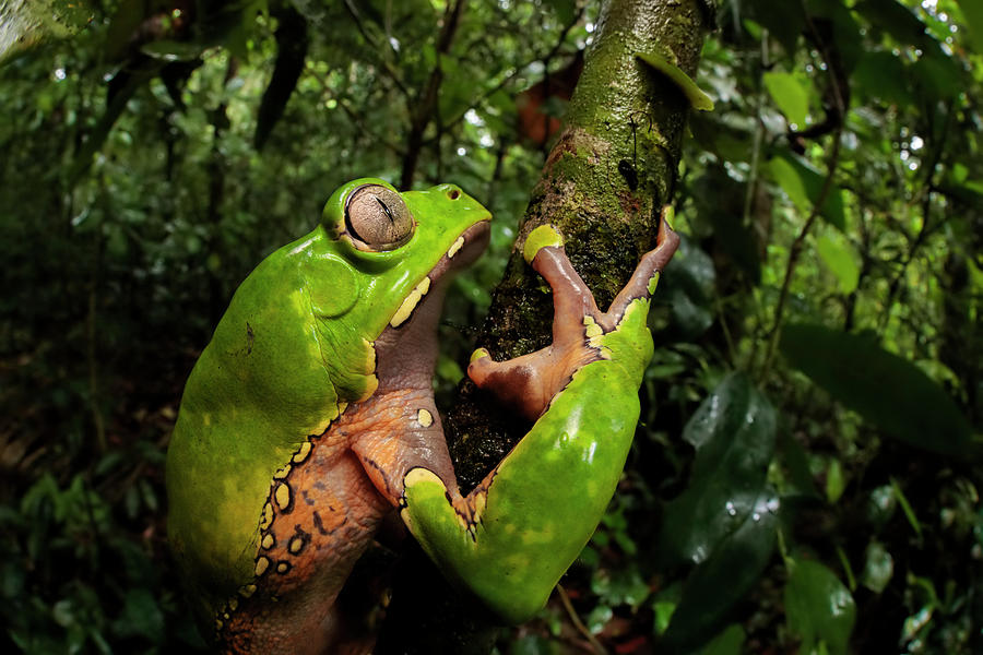 Giant Waxy Monkey Frog Lowland Amazon Rainforest, Peru Photograph by ...