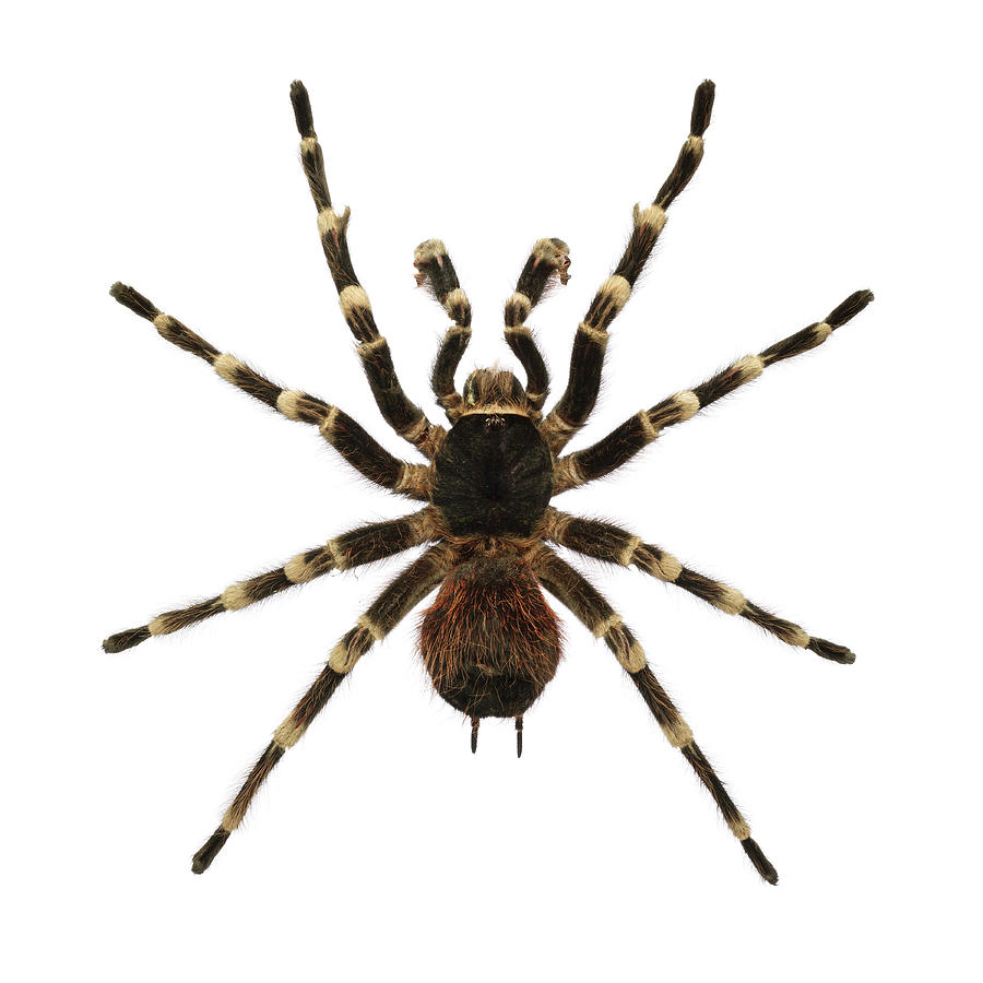 Giant White Knee Tarantula Spider Photograph by Davies And Starr