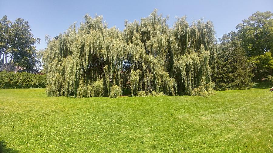 Giant Willow Tree in Field Photograph by Paul Comtois | Pixels