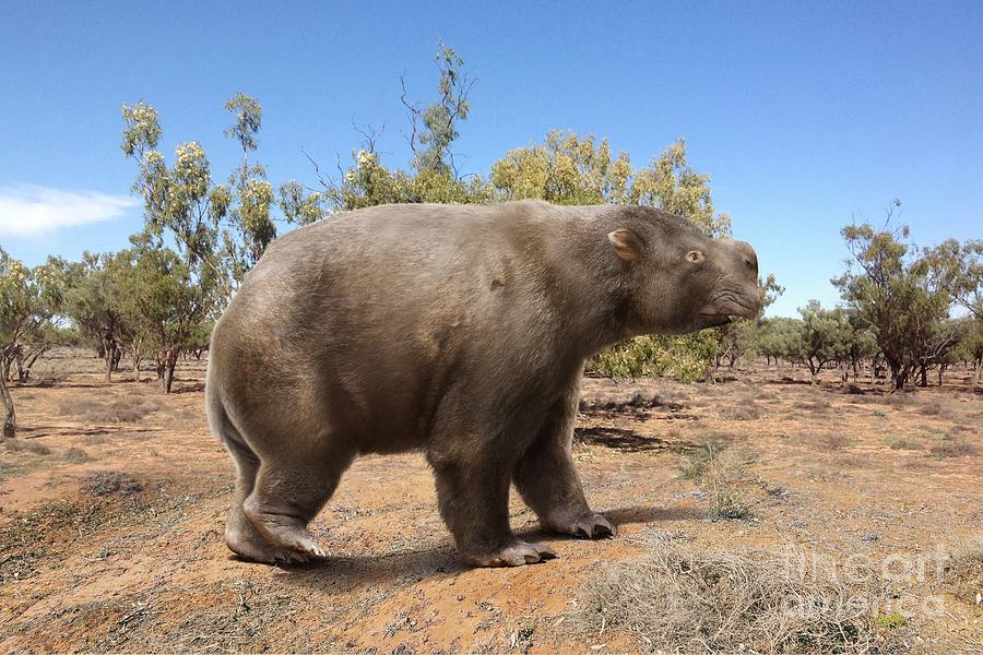 Giant Wombat Photograph by Science Photo Library - Pixels