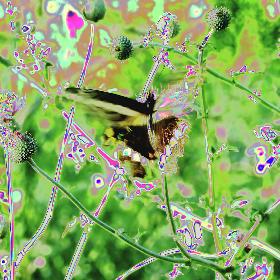 Giant, Yellow, Swallowtail, NatureButterfly Digital Art by Scott S Baker