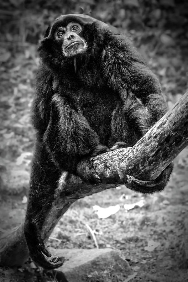Gibbon by Chris Boulton Gibbon by Chris Boulton