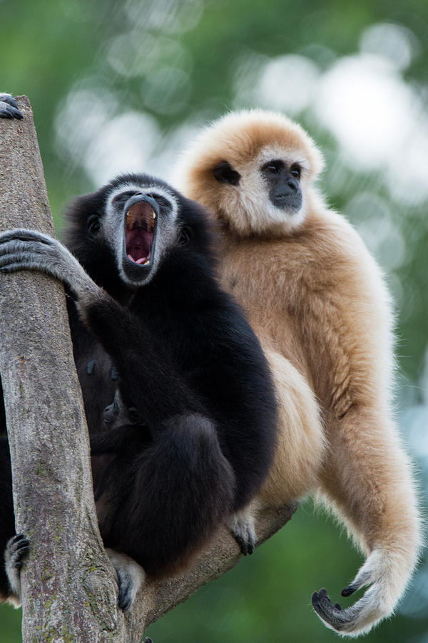 Monkey Photograph - Gibbon Cz 17 by Robert Michaud