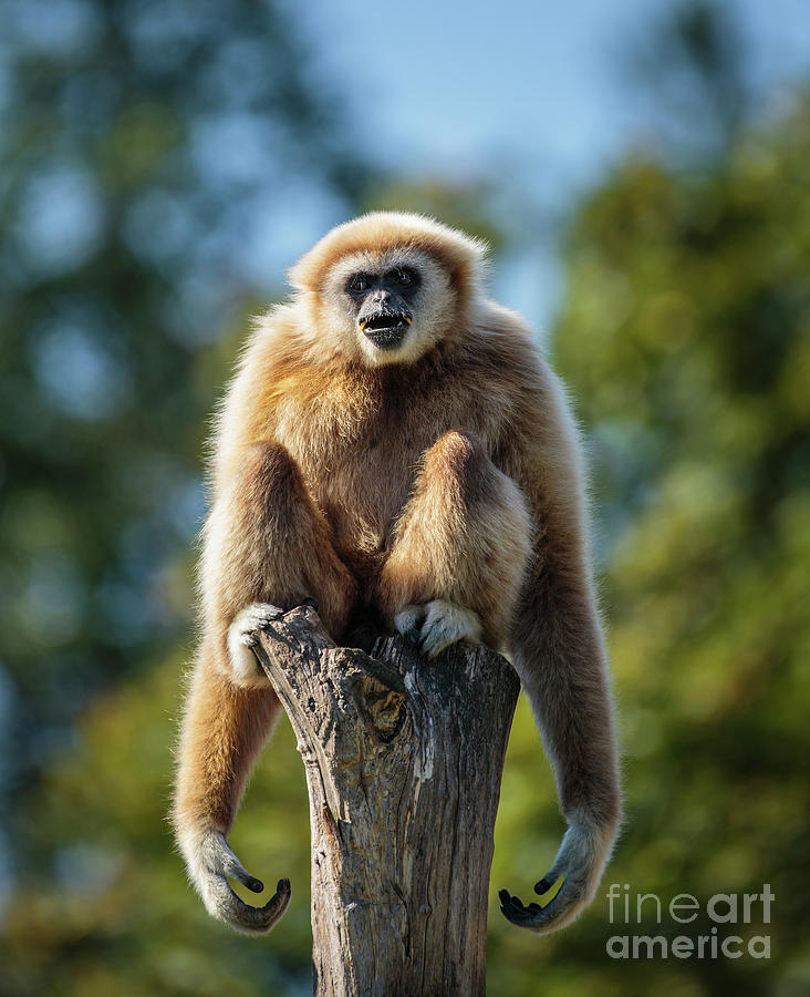 Gibbon monkey Photograph by Ragnar Lothbrok