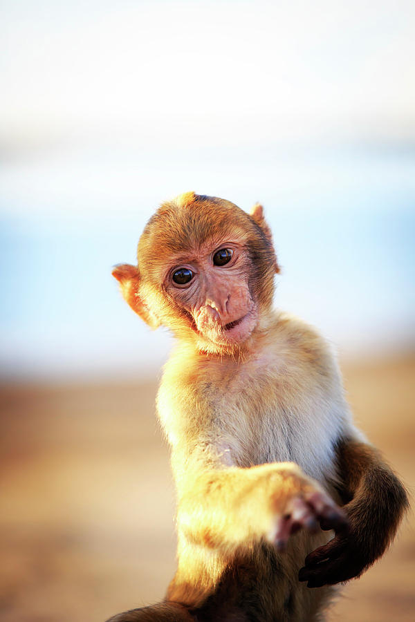 Gibraltar, Barbary Macaque At The Rock Of Gibraltar (calpe) Digital Art by Maurizio Rellini