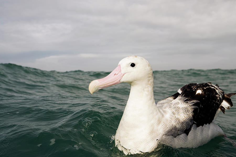 Gibsons Albatross Floating Photograph by Sebastian Kennerknecht