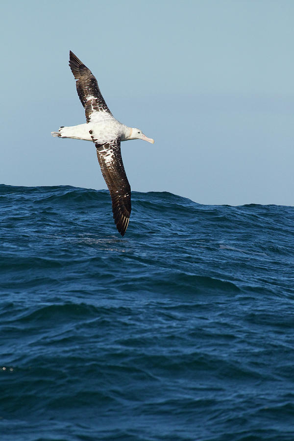 Gibsons Albatross Gliding Photograph by Sebastian Kennerknecht