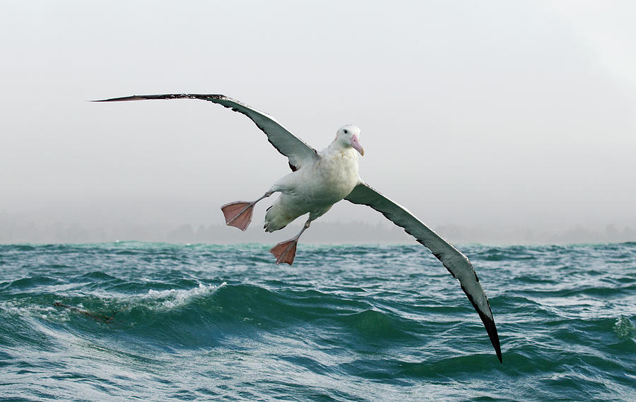 Gibsons Albatross Landing Photograph by Sebastian Kennerknecht