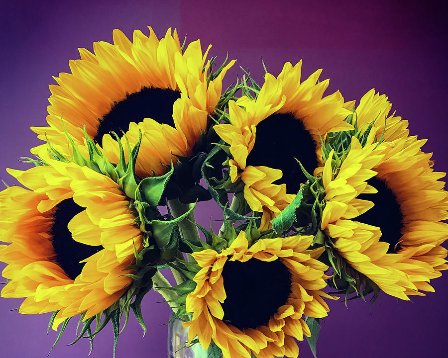 Gift of Sunflowers Photograph by Phillip Frink - Fine Art America