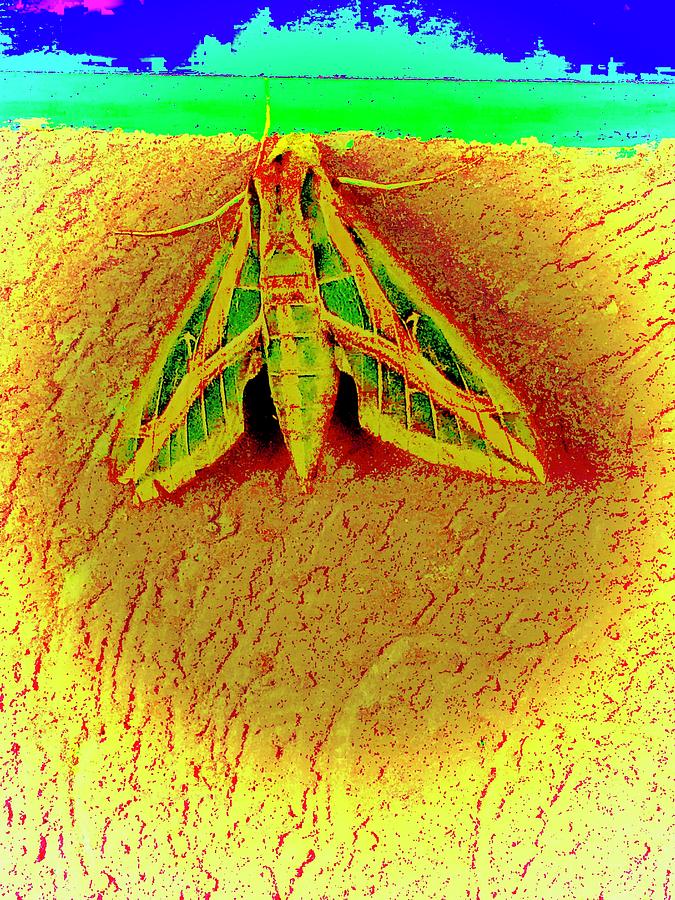 Gigantic Moth Photograph by Debra Grace Addison