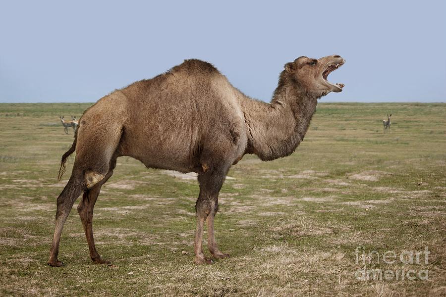 Gigantocamelus Photograph by Roman Uchytel/science Photo Library - Fine ...