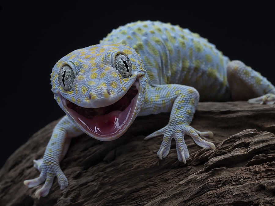 Lizard Photograph - Giggles by Tantoyensen